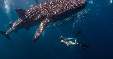 vivez-experience-inoubliable-mexique-nageant-requins-baleines