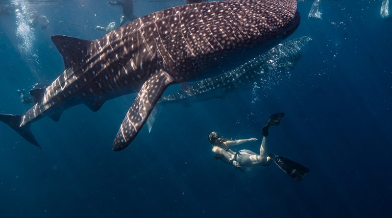 vivez-experience-inoubliable-mexique-nageant-requins-baleines